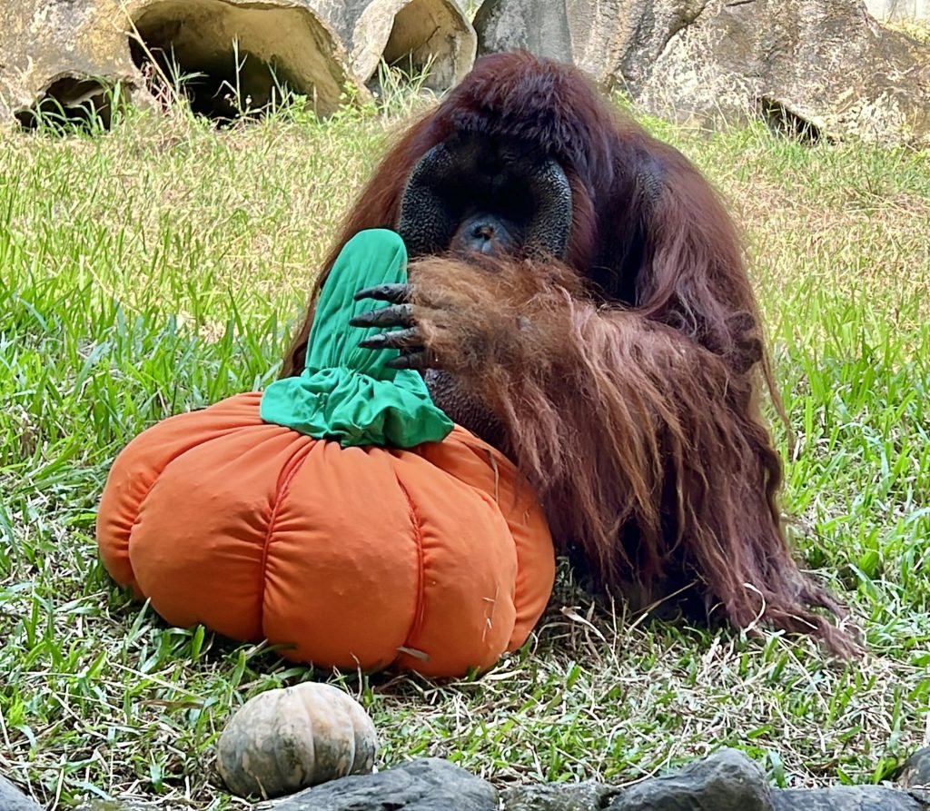 壽山動物園的紅毛猩猩抱著南瓜造型玩具，園方把萬聖節元素融入動物照養